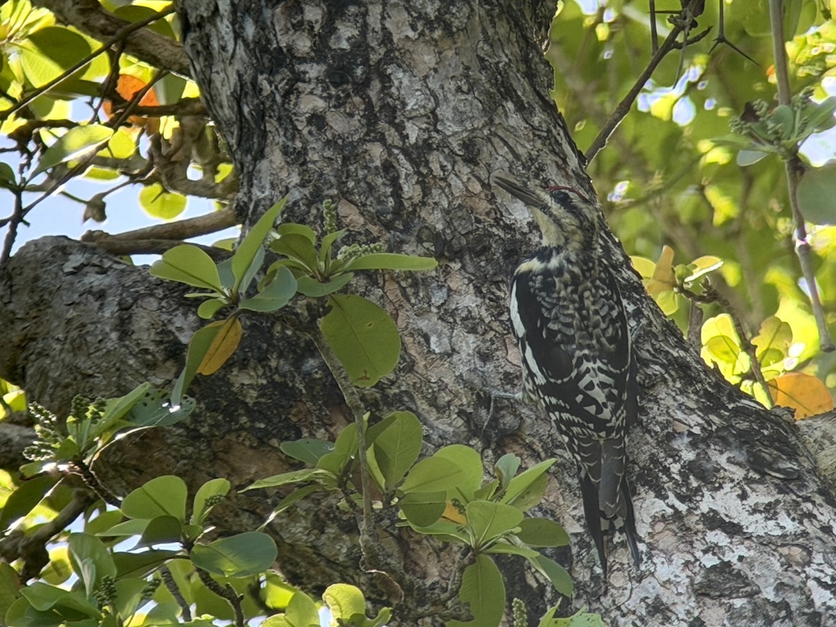 datel rudohrdlý - ML651171797