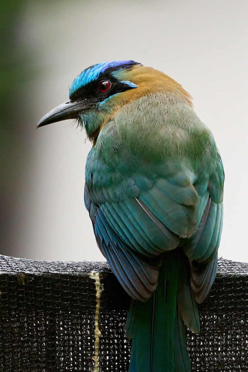 Lesson's Motmot - ML651171858
