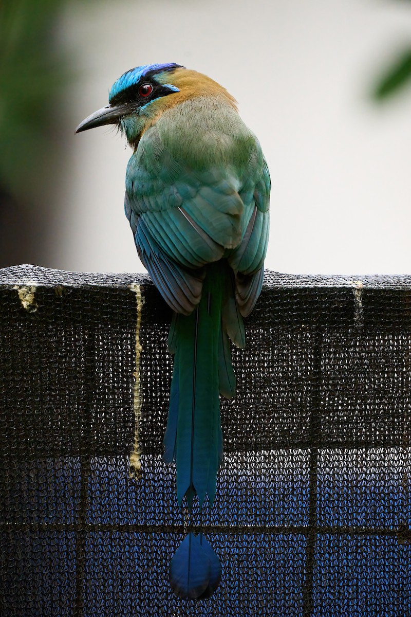 Lesson's Motmot - ML651171860