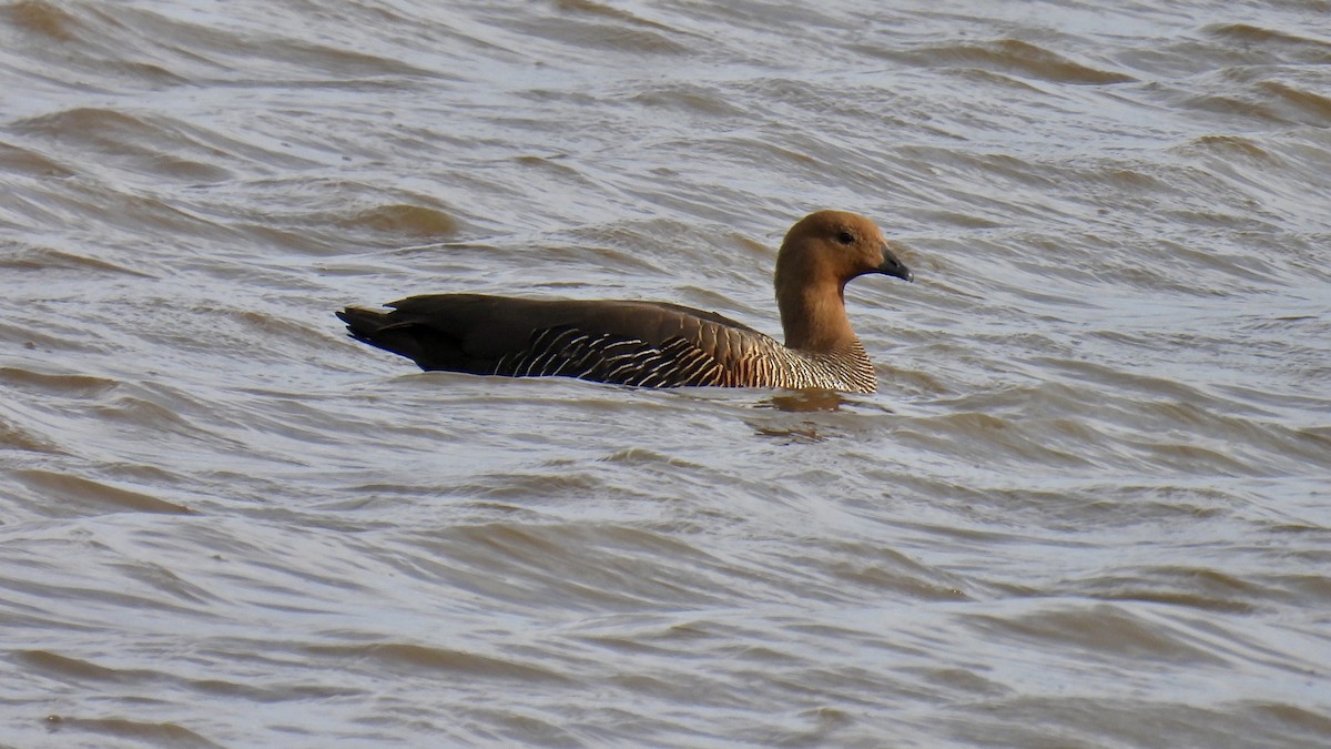 Upland Goose - ML651171898