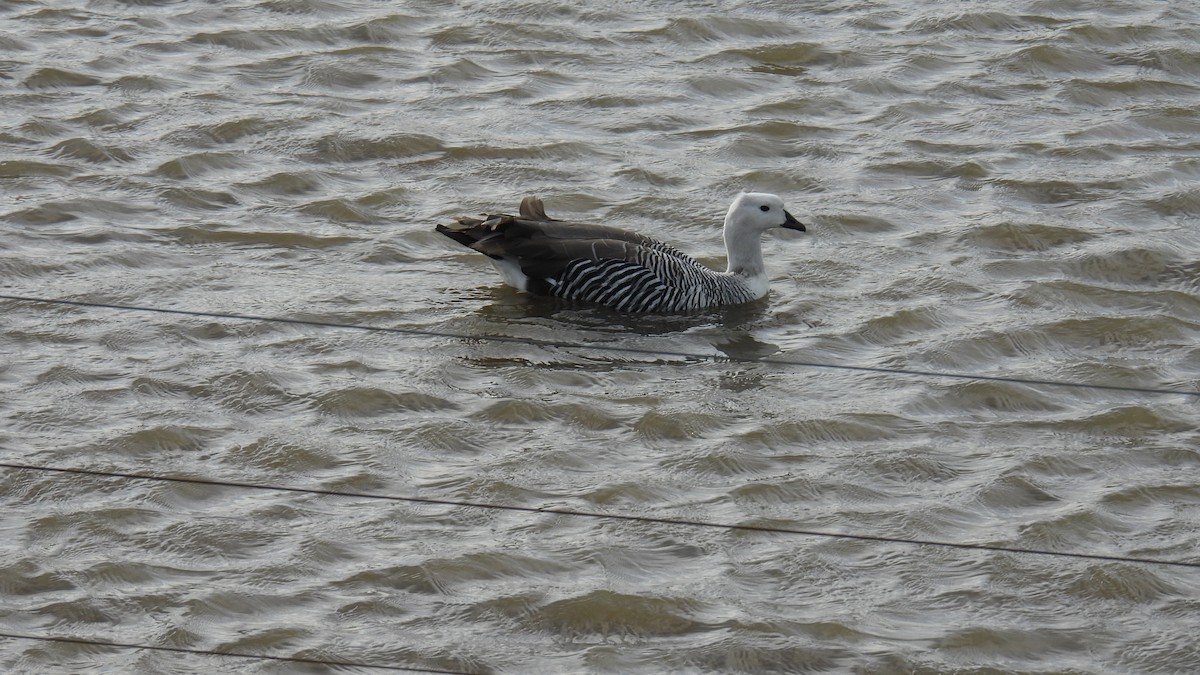 Upland Goose - ML651171899