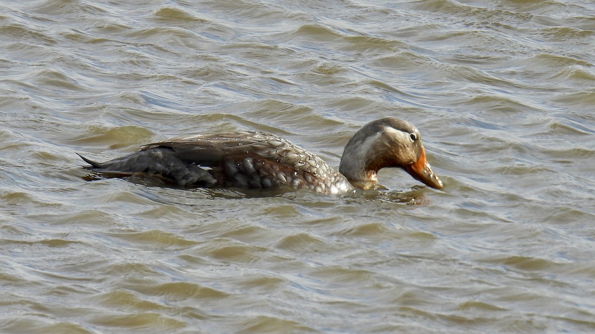 Flying Steamer-Duck - ML651171907