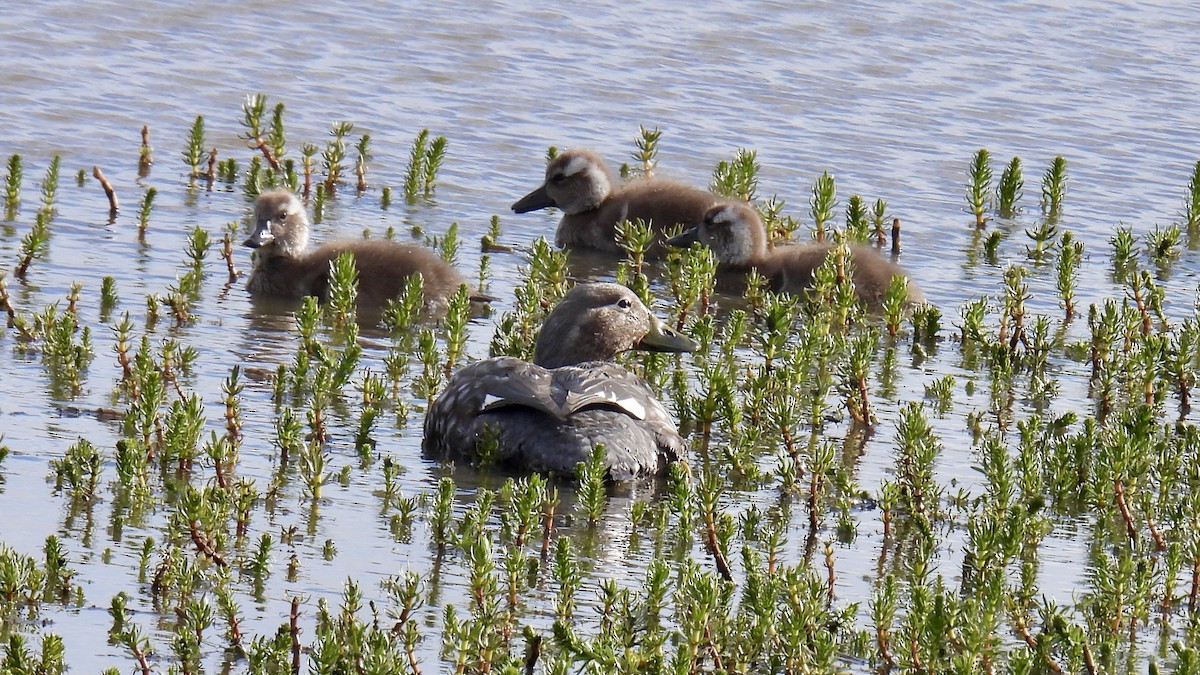Flying Steamer-Duck - ML651171908