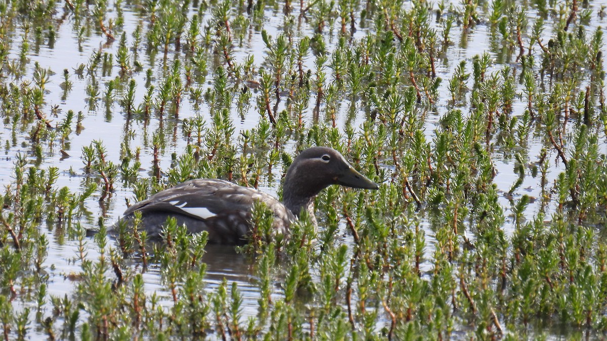 Flying Steamer-Duck - ML651171909