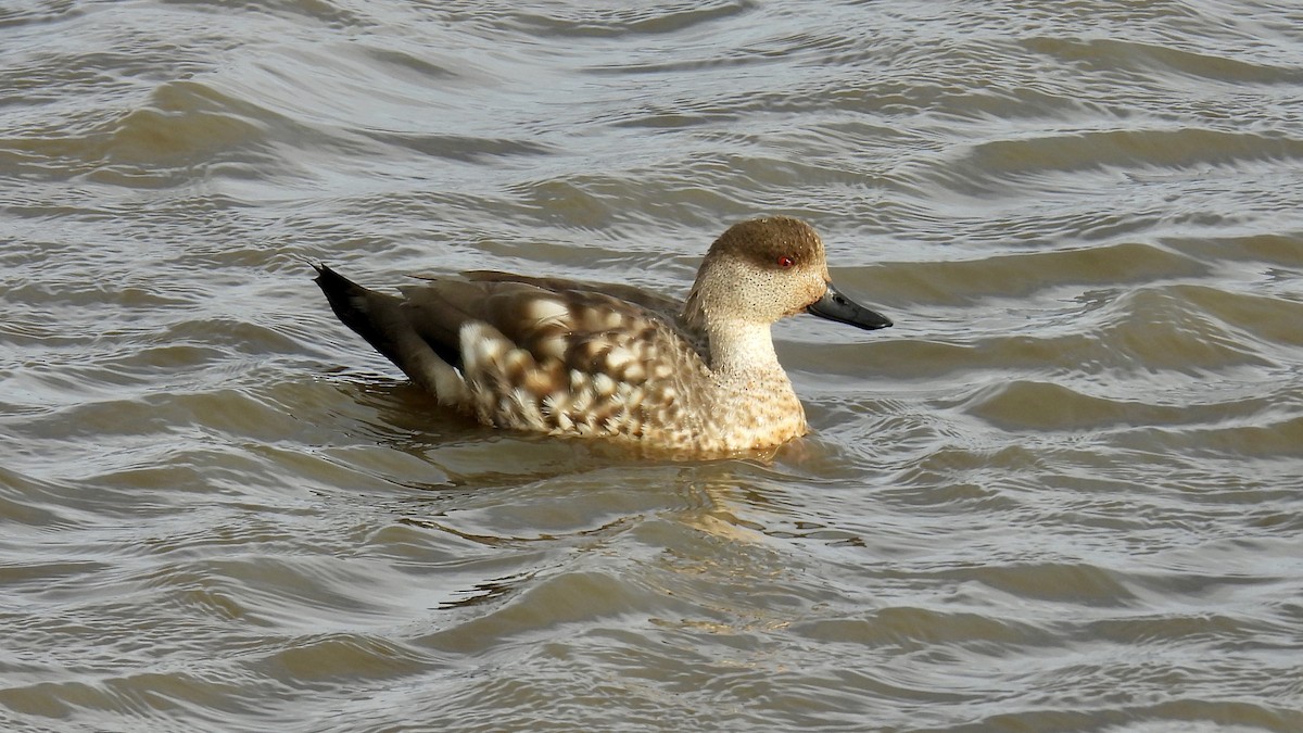 Crested Duck - ML651171920