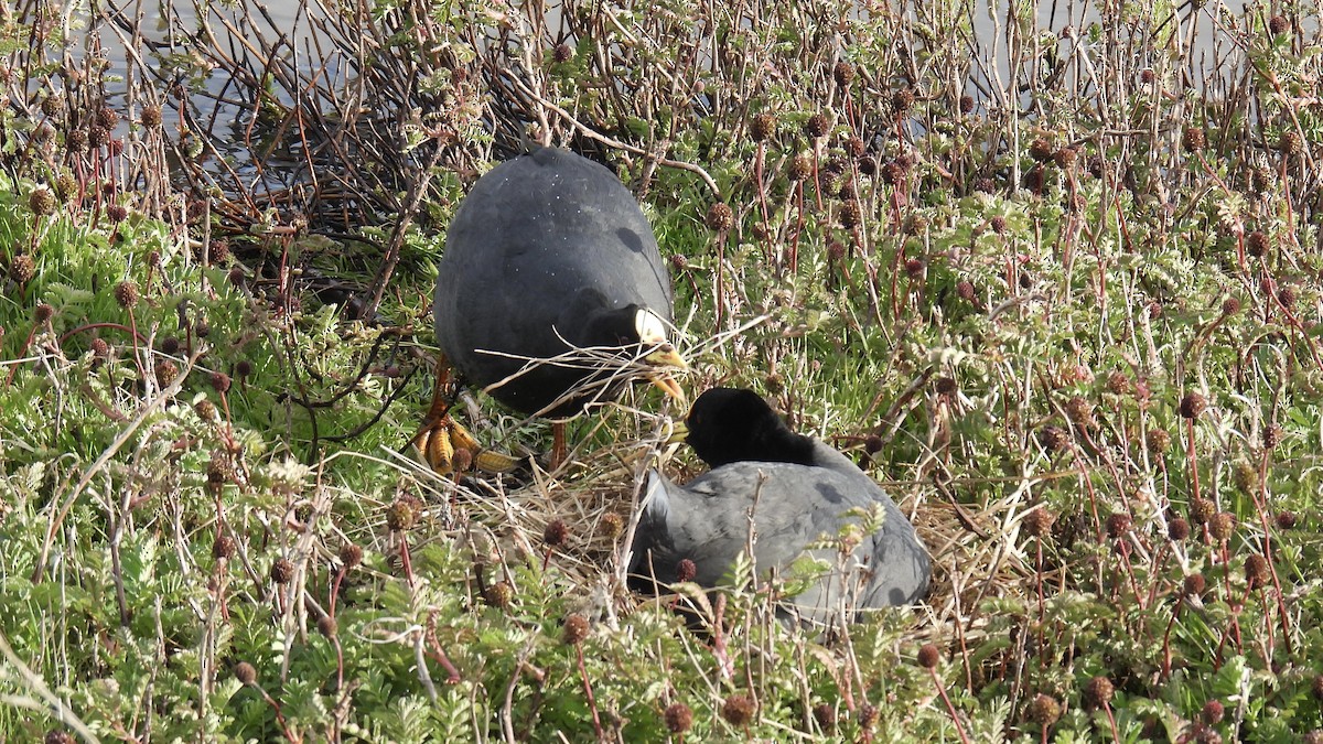 Red-gartered Coot - ML651171930