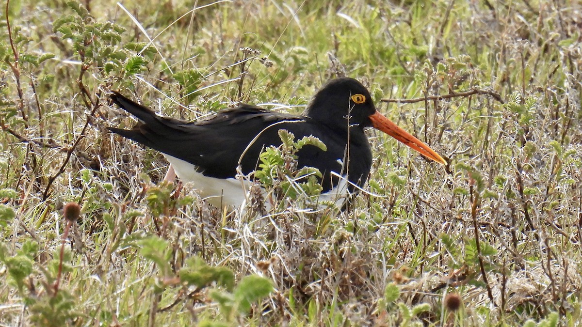 Magellanic Oystercatcher - ML651171947