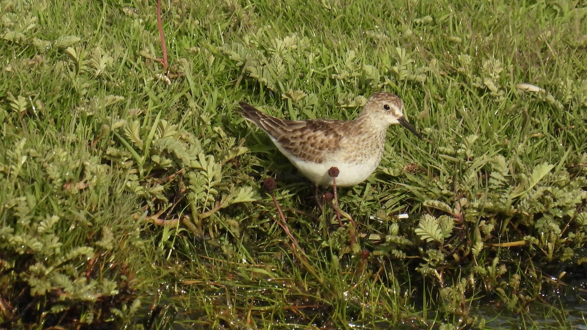 חופית בירד - ML651171967