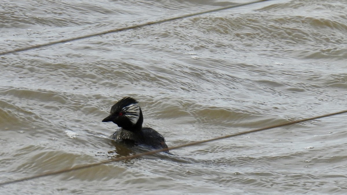 White-tufted Grebe - ML651171975