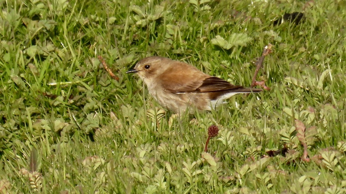 Austral Negrito - ML651171987