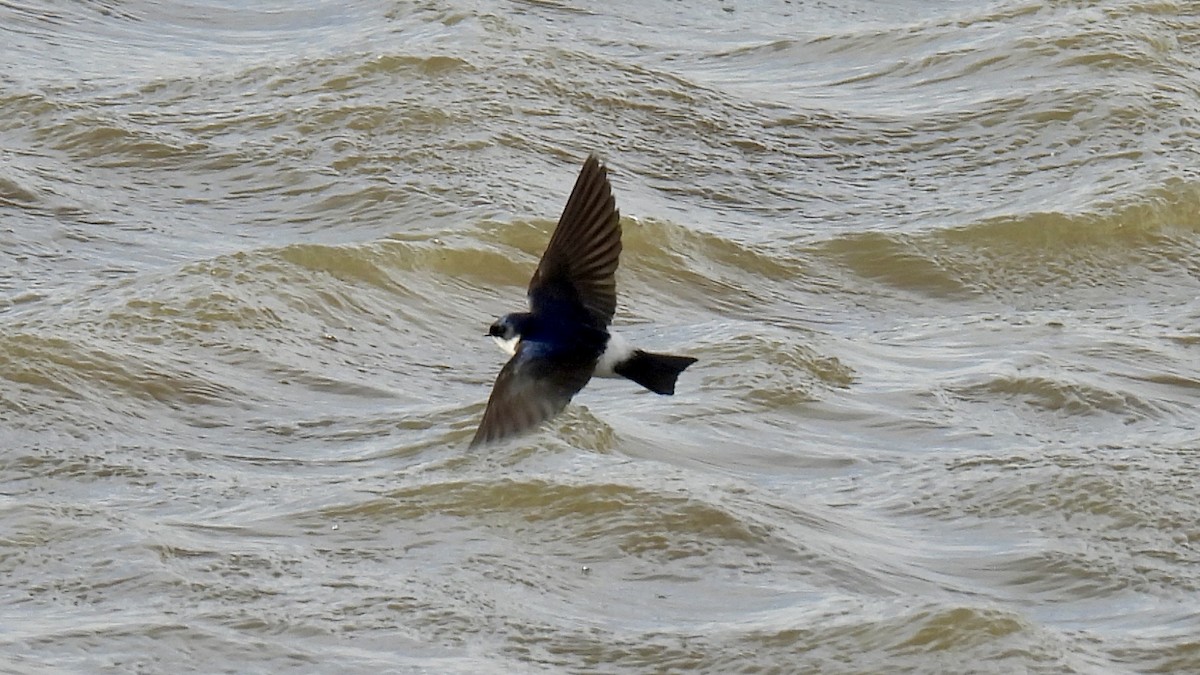 Chilean Swallow - ML651172011