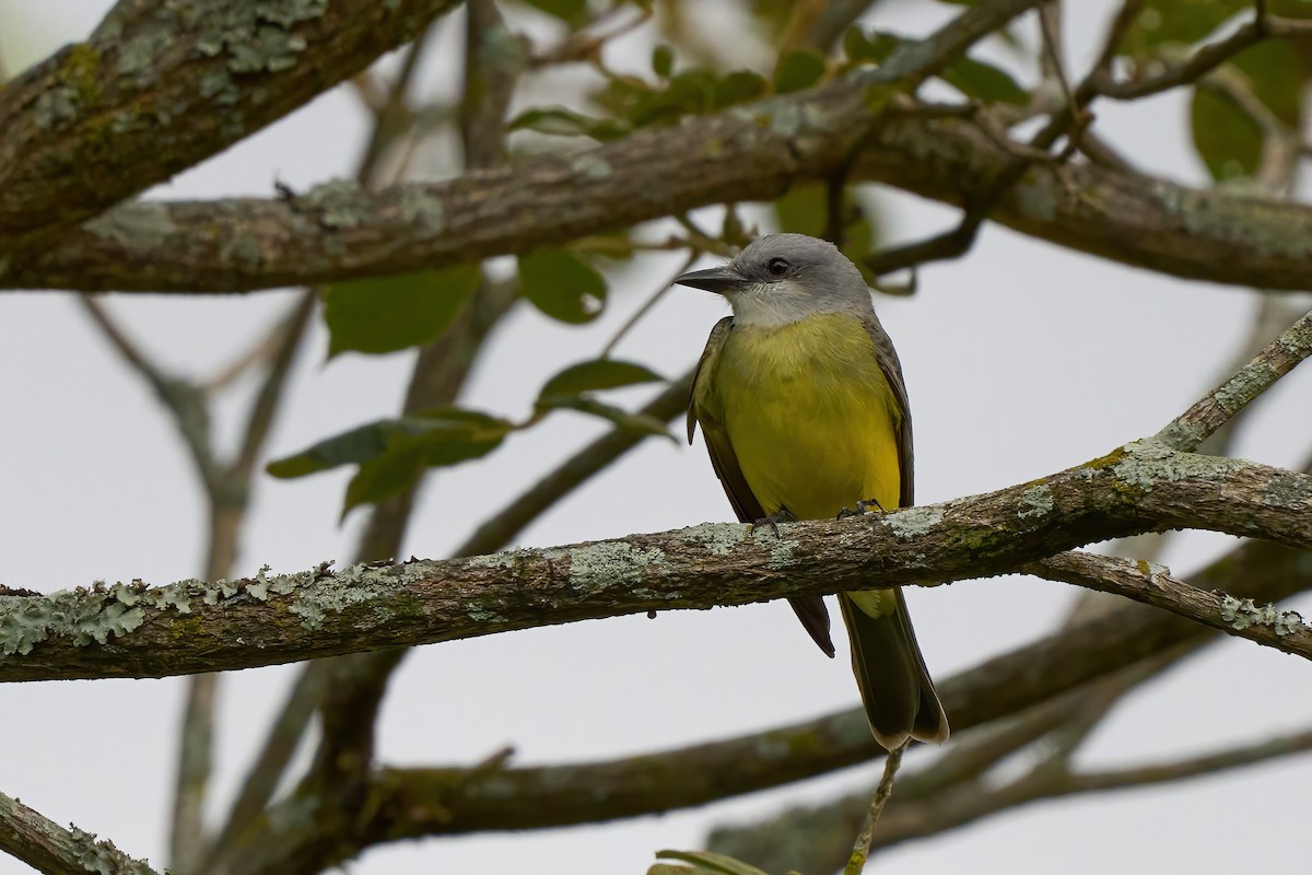 Tropical Kingbird - ML651172068