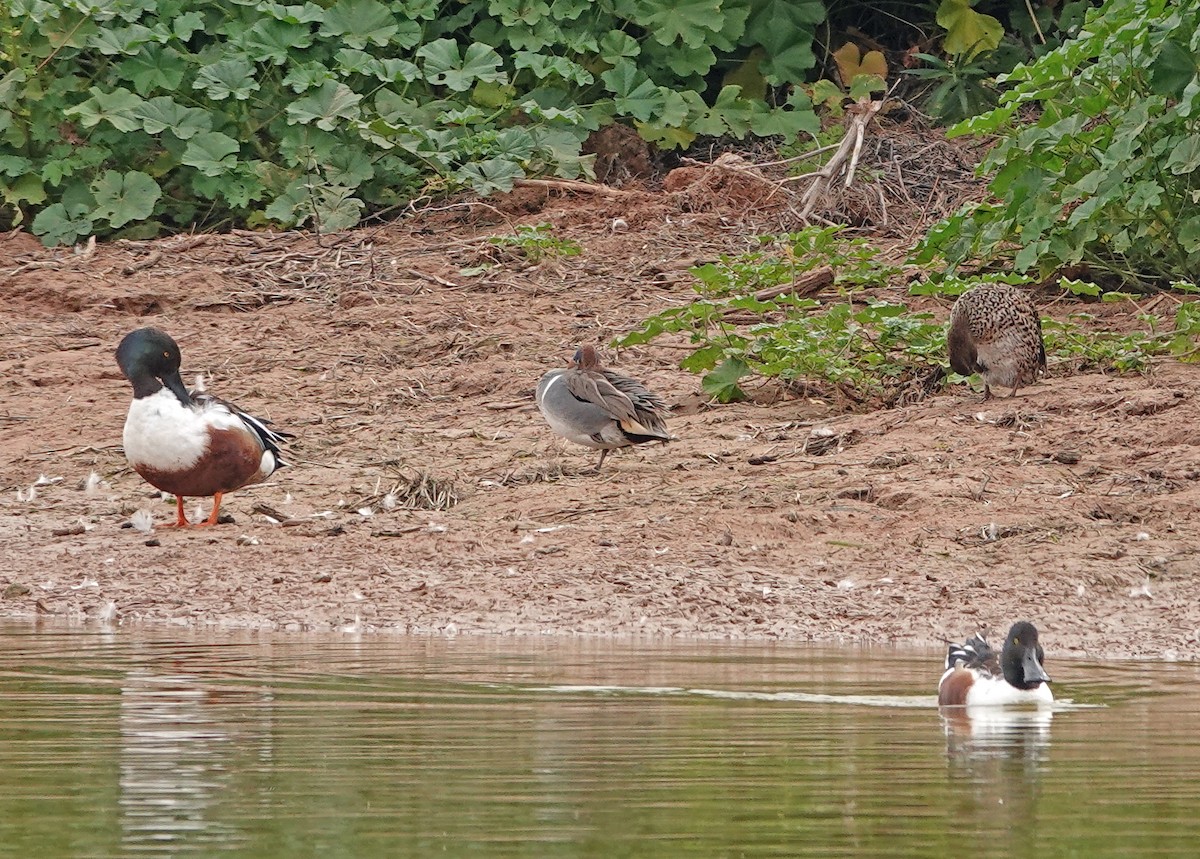 Löffelente - ML651172161