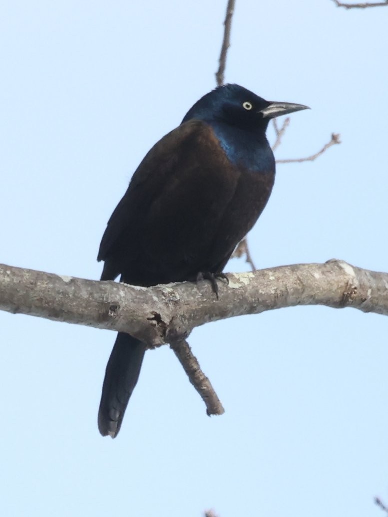 Common Grackle (Bronzed) - ML651172254