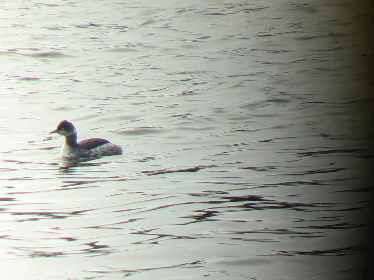 Eared Grebe - ML651172273