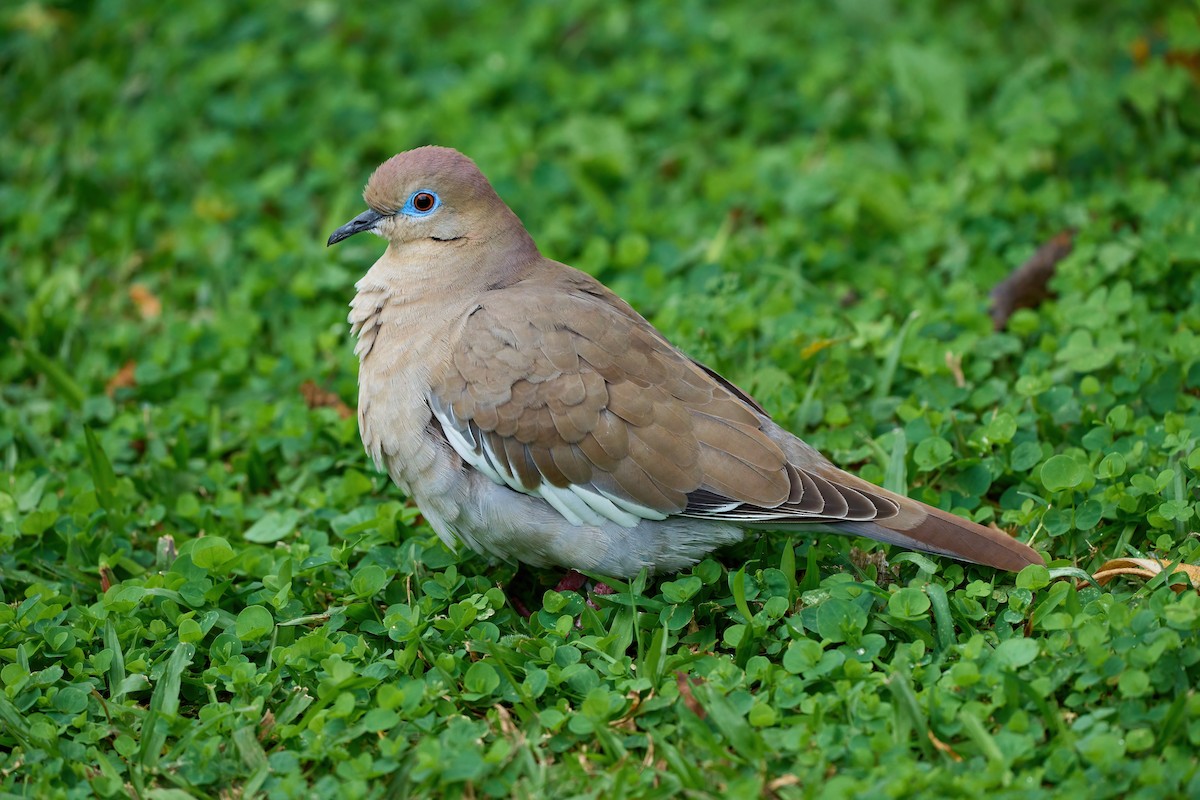 White-winged Dove - ML651172362