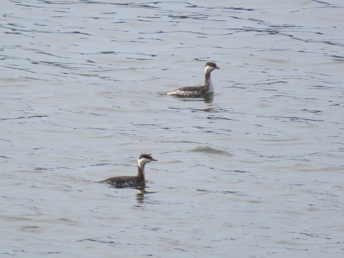 Horned Grebe - ML651172508