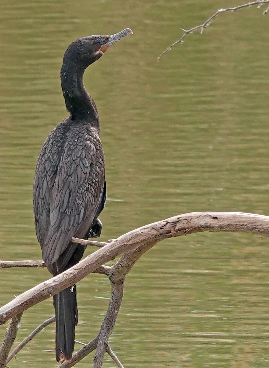 Humboldtscharbe - ML651172549