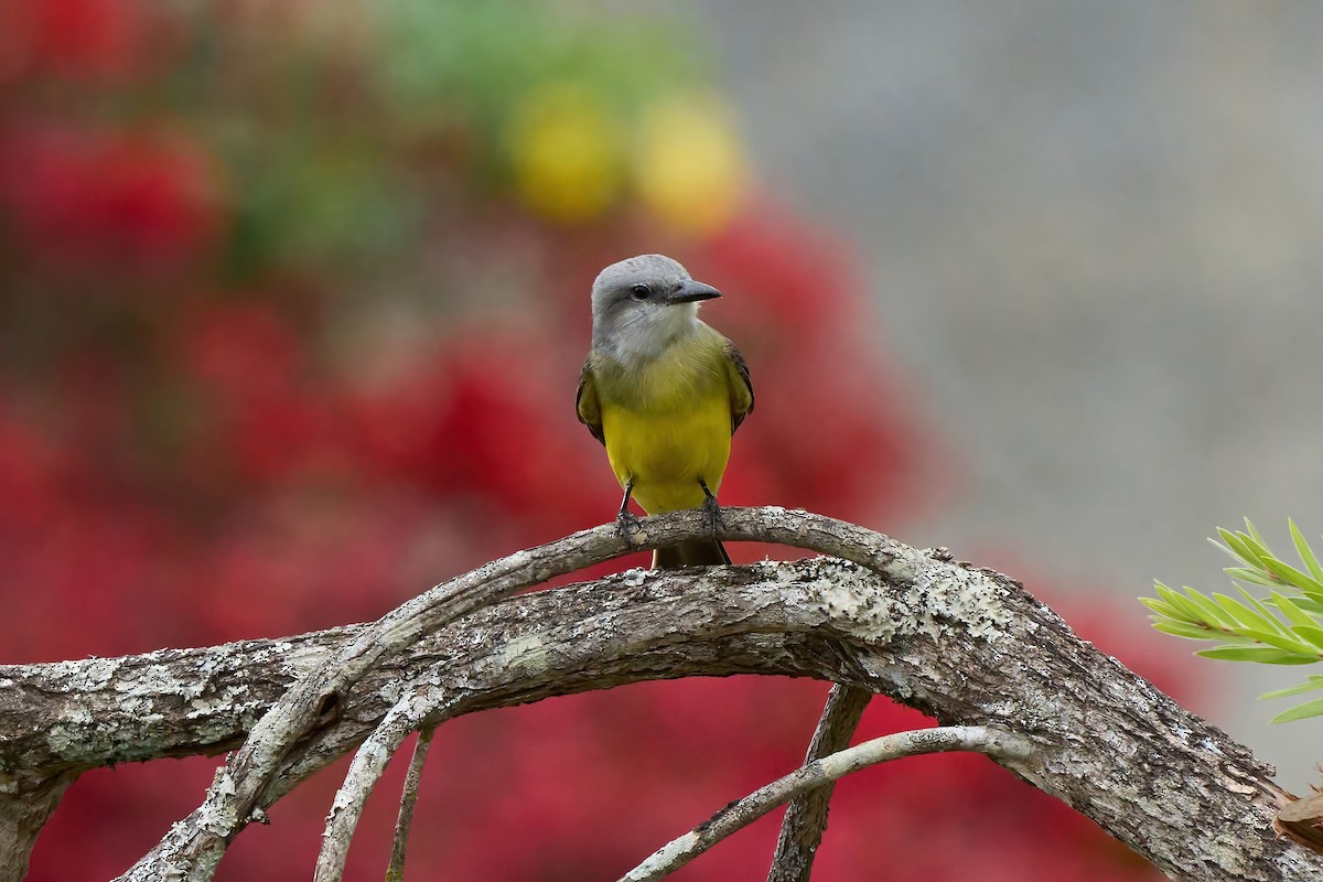 Tropical Kingbird - ML651172770
