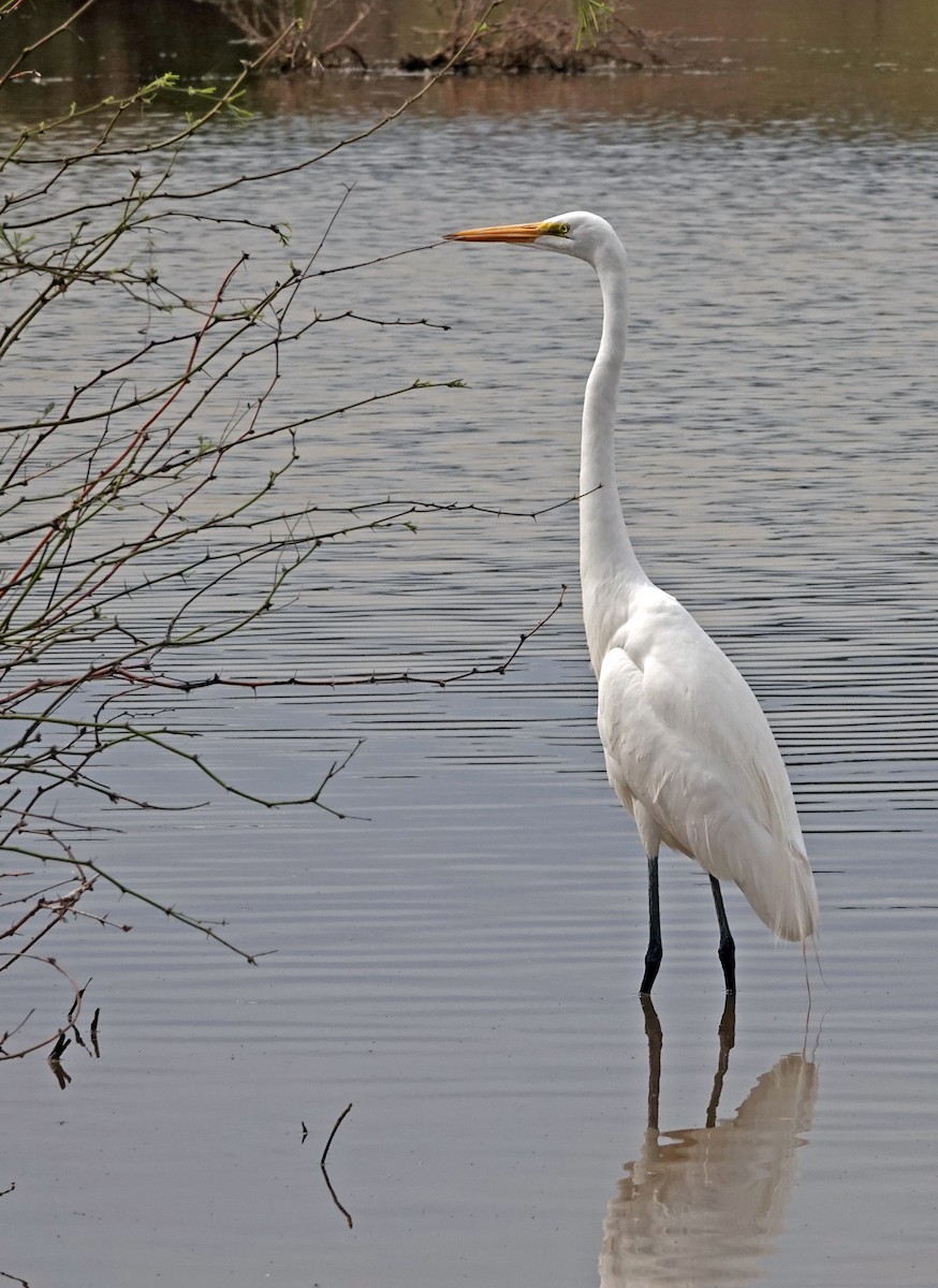 Silberreiher - ML651172778