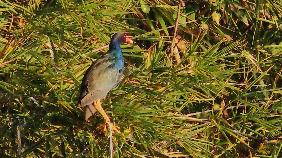 Talève violacée - ML651172868