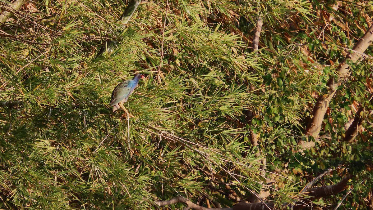 Talève violacée - ML651172869