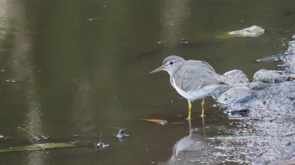 Chevalier grivelé - ML651172884