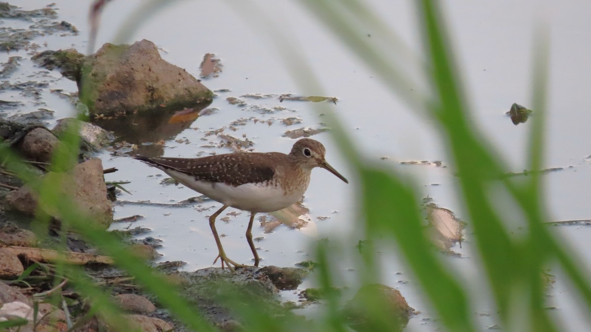 Chevalier solitaire - ML651172899