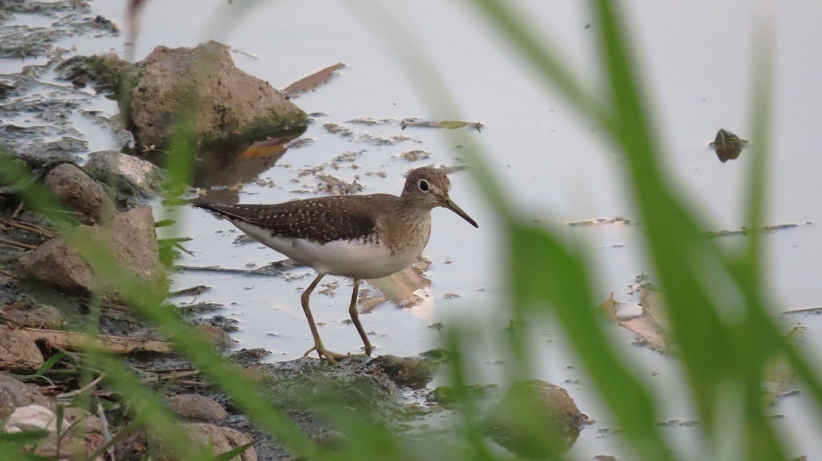 Chevalier solitaire - ML651172900