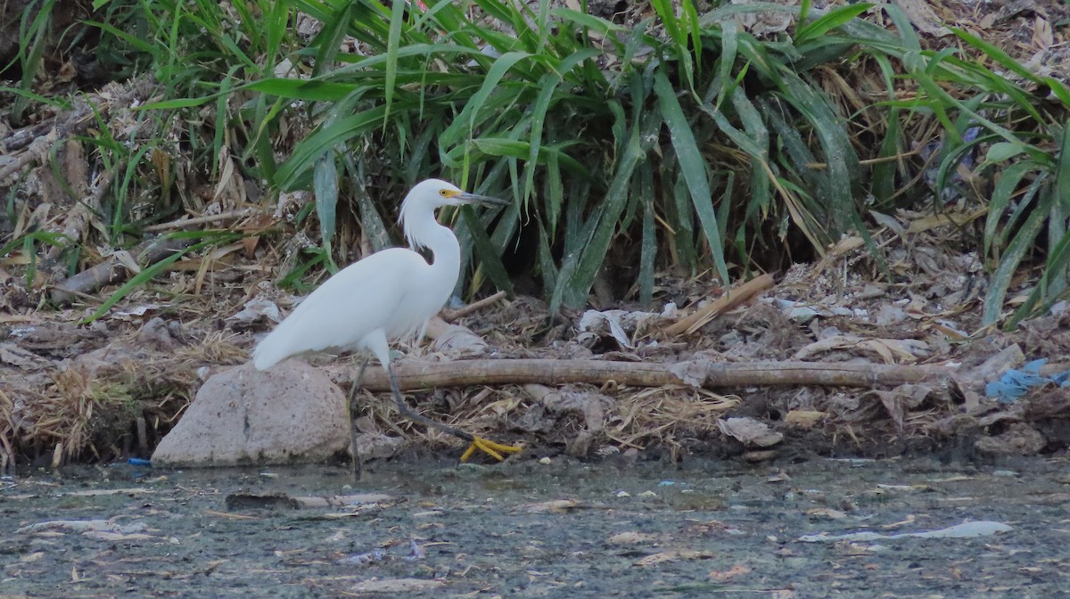 Aigrette neigeuse - ML651172916