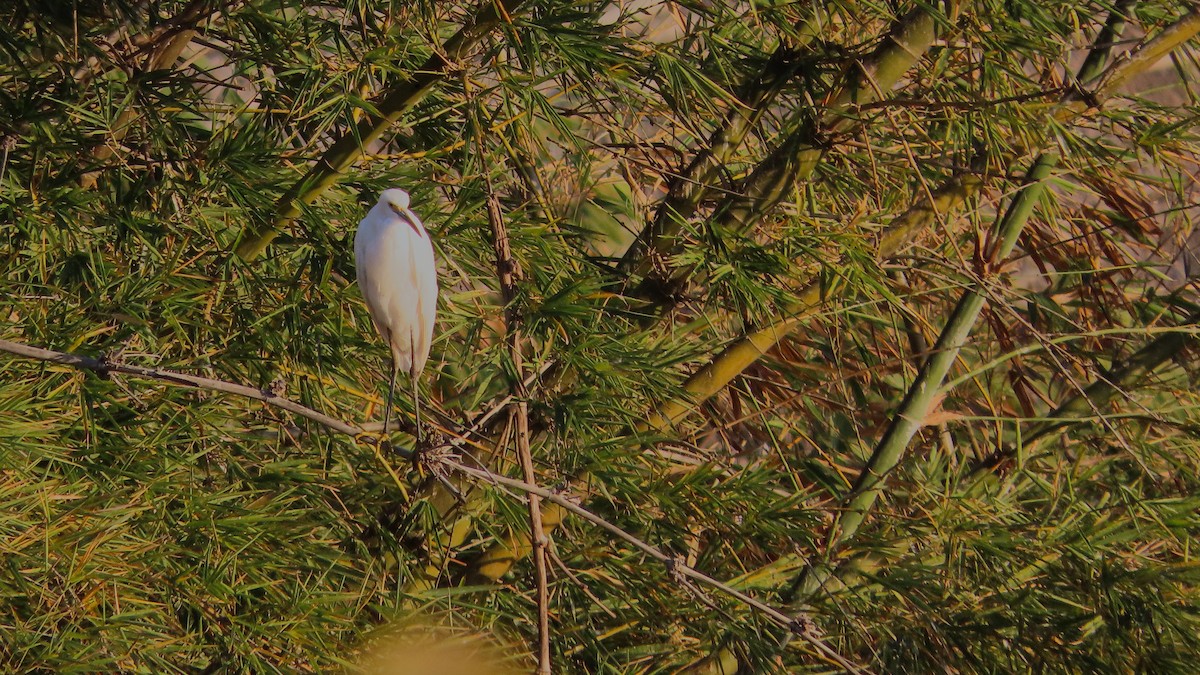 Aigrette neigeuse - ML651172917
