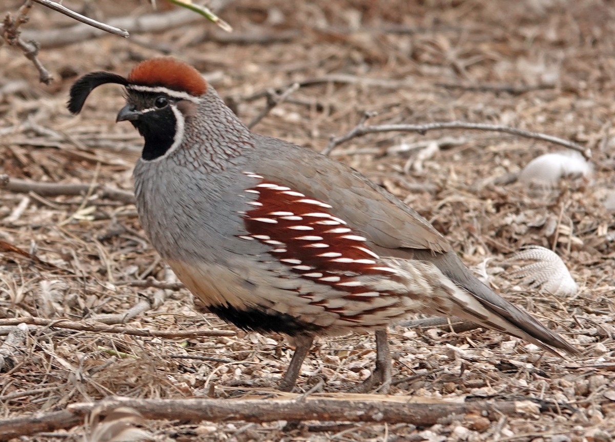 Helmwachtel - ML651172955