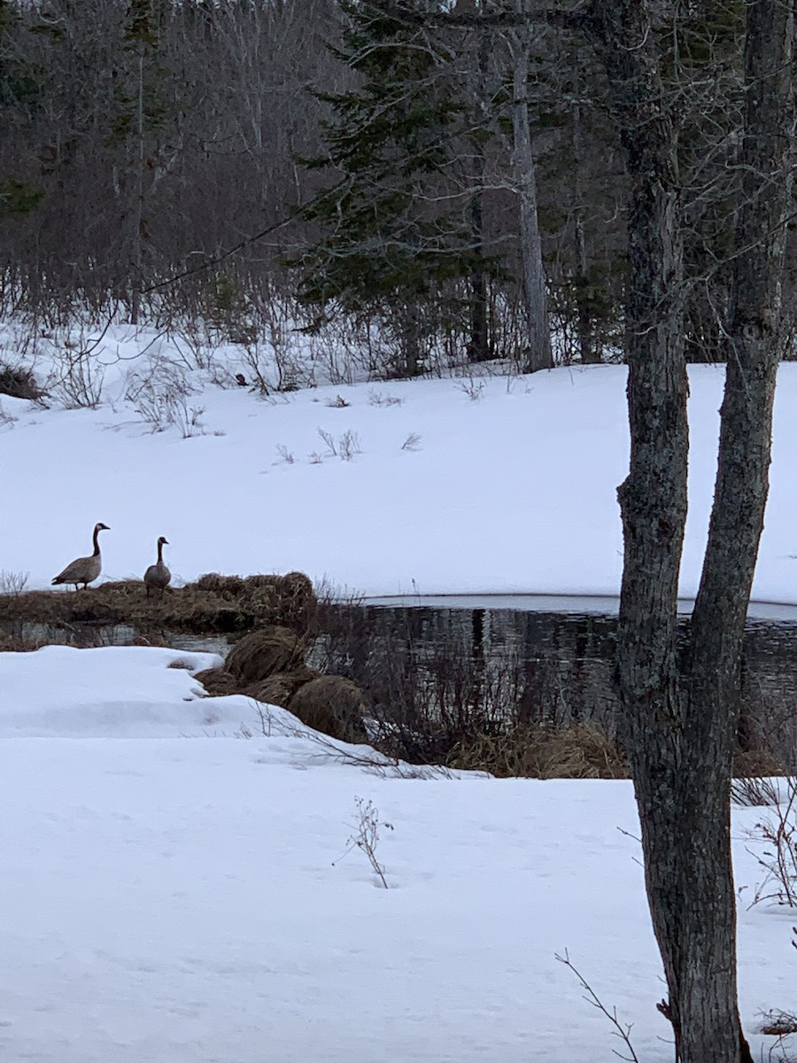 カナダガン - ML651173152