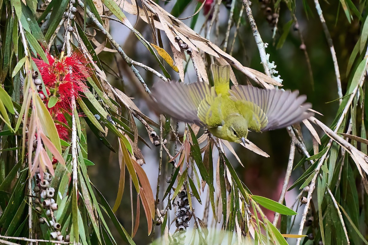Tennessee Warbler - ML651173890