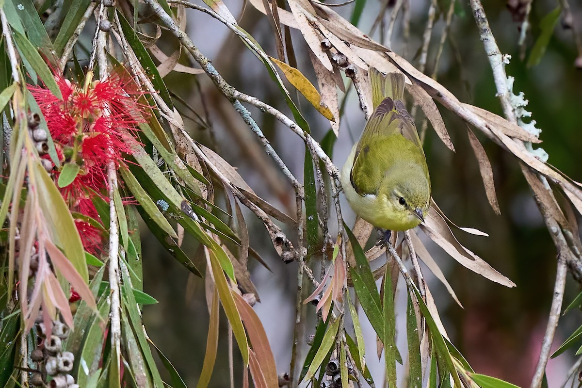 Tennessee Warbler - ML651173891