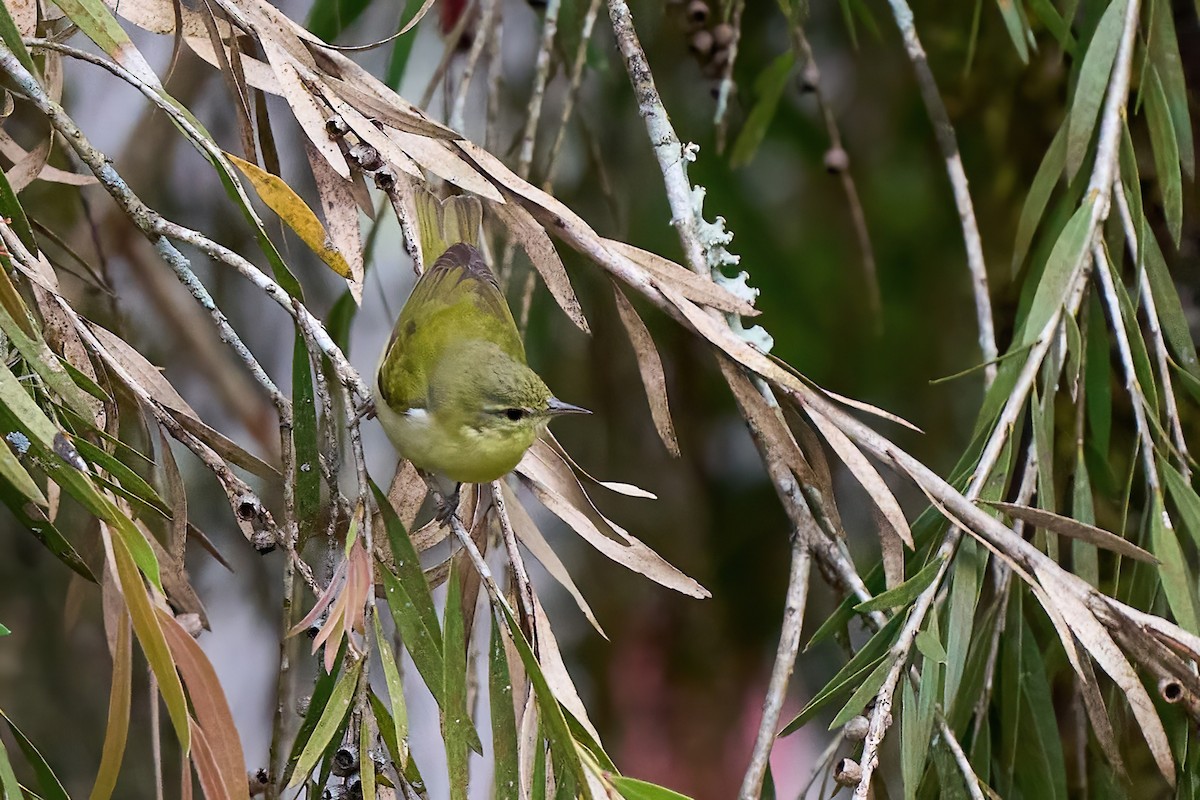Tennessee Warbler - ML651173892