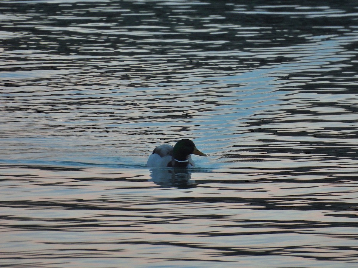 eBird Checklist - 17 Feb 2026 - Rudee Inlet - 15 species (+1 other taxa)