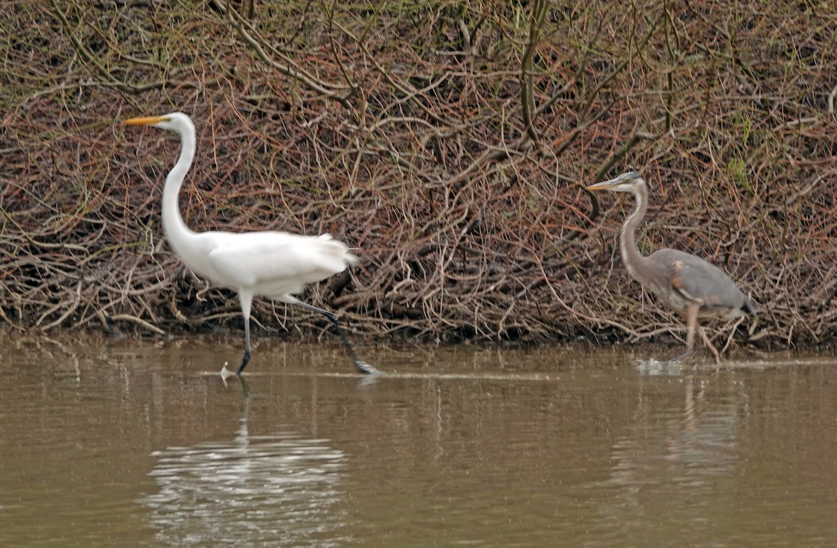 Kanadareiher - ML651174070