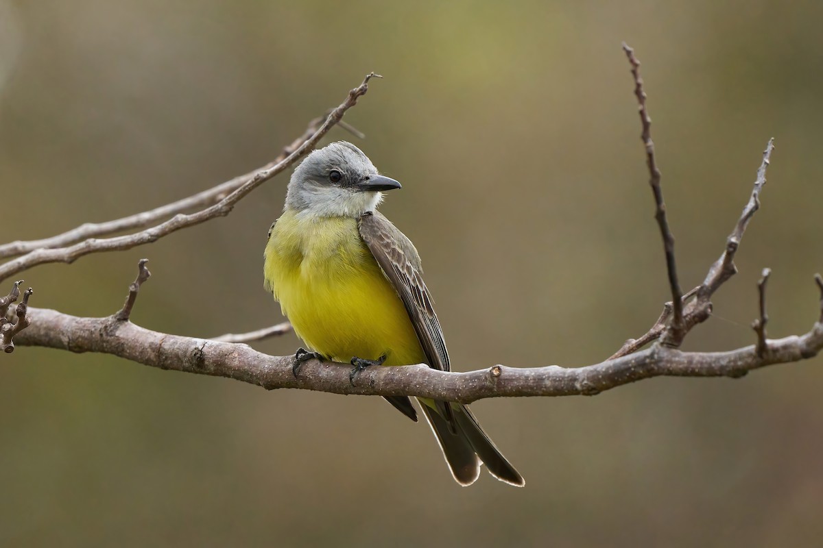 Tropical Kingbird - ML651174375