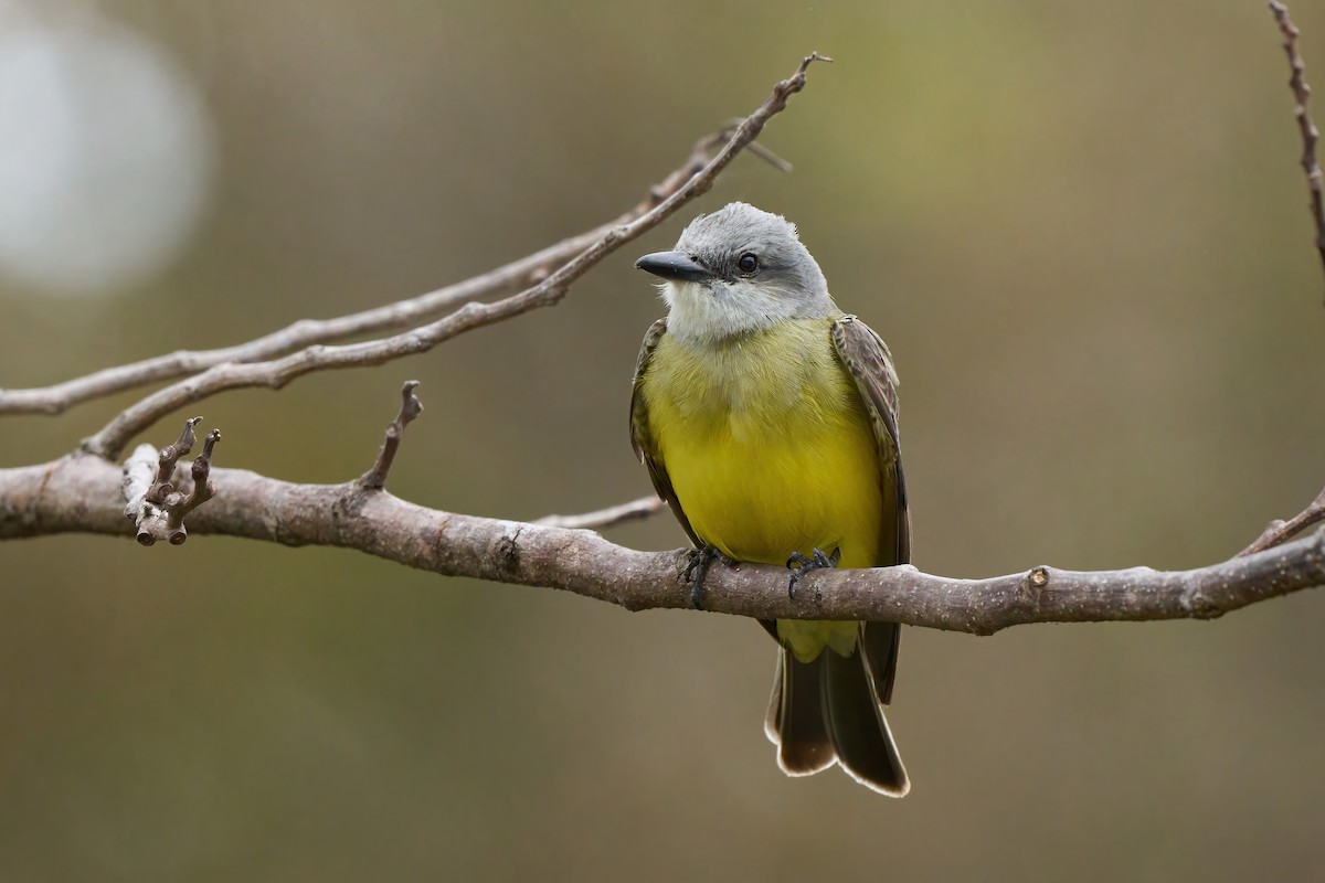 Tropical Kingbird - ML651174444