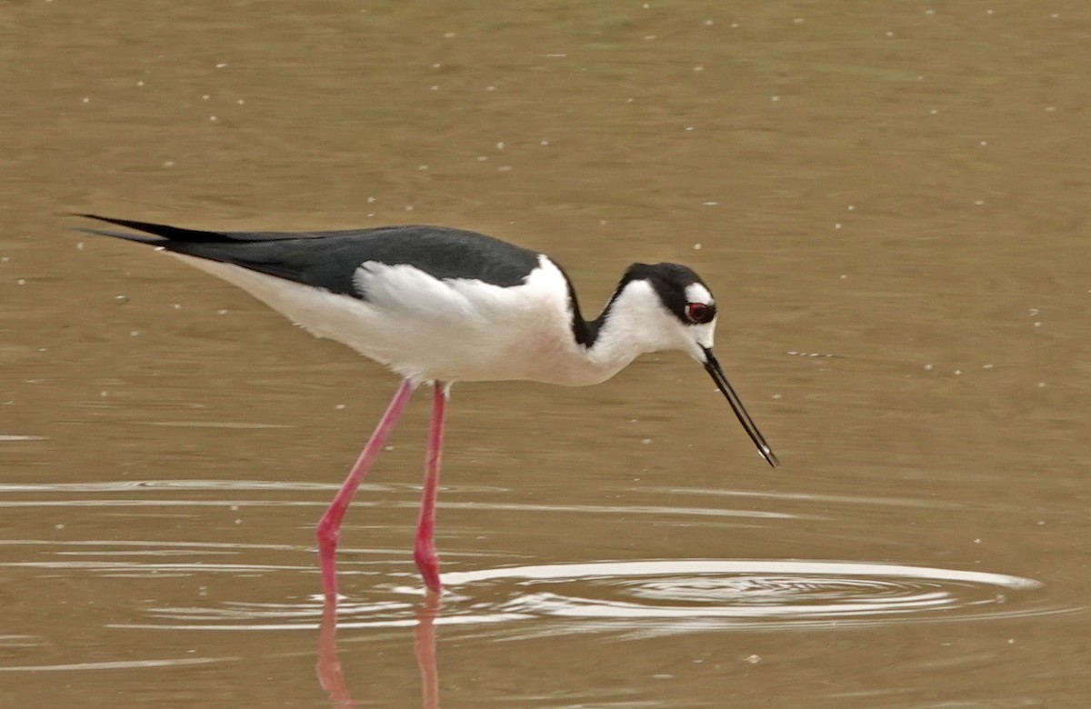 Schwarznacken-Stelzenläufer - ML651174700