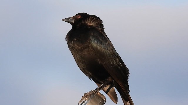 Bronzed Cowbird - ML651175682