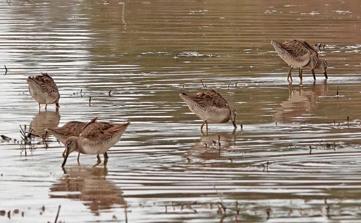 Tundraschlammläufer - ML651175736