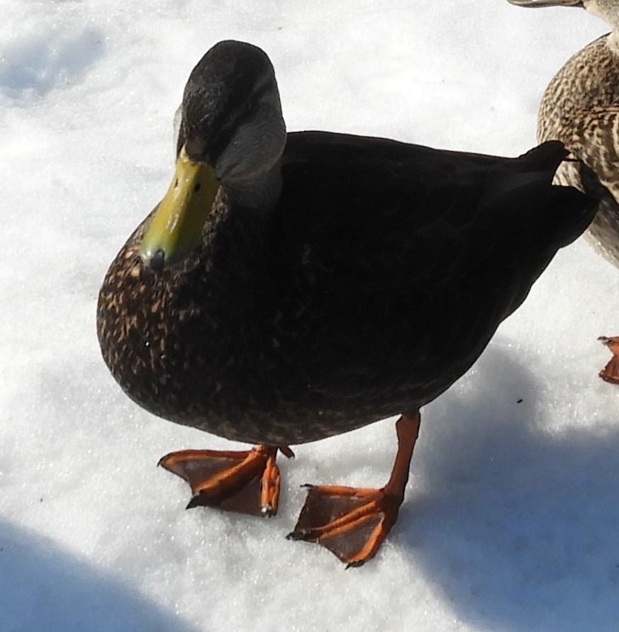 ברווז שחור אמריקני - ML651175765