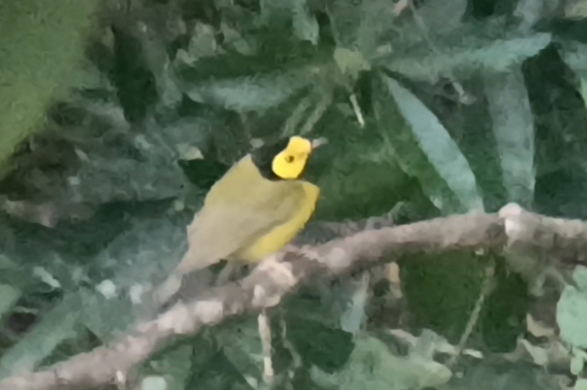 Hooded Warbler - ML651175805