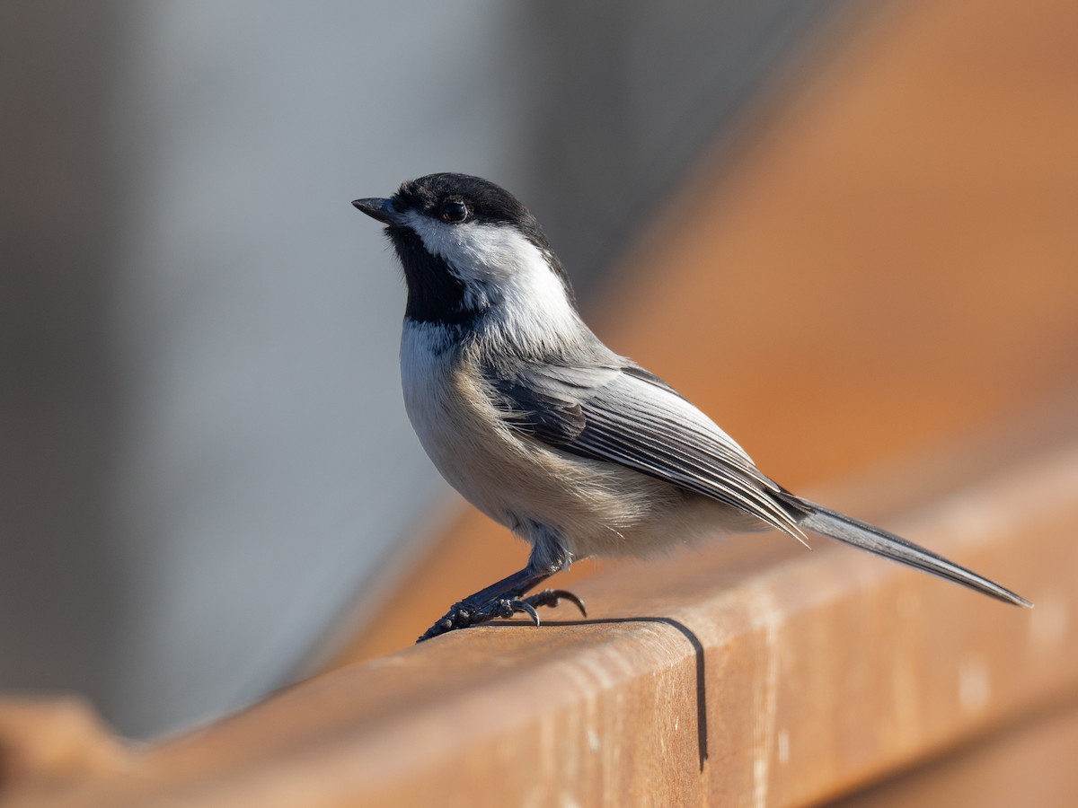 Mésange à tête noire - ML651175860