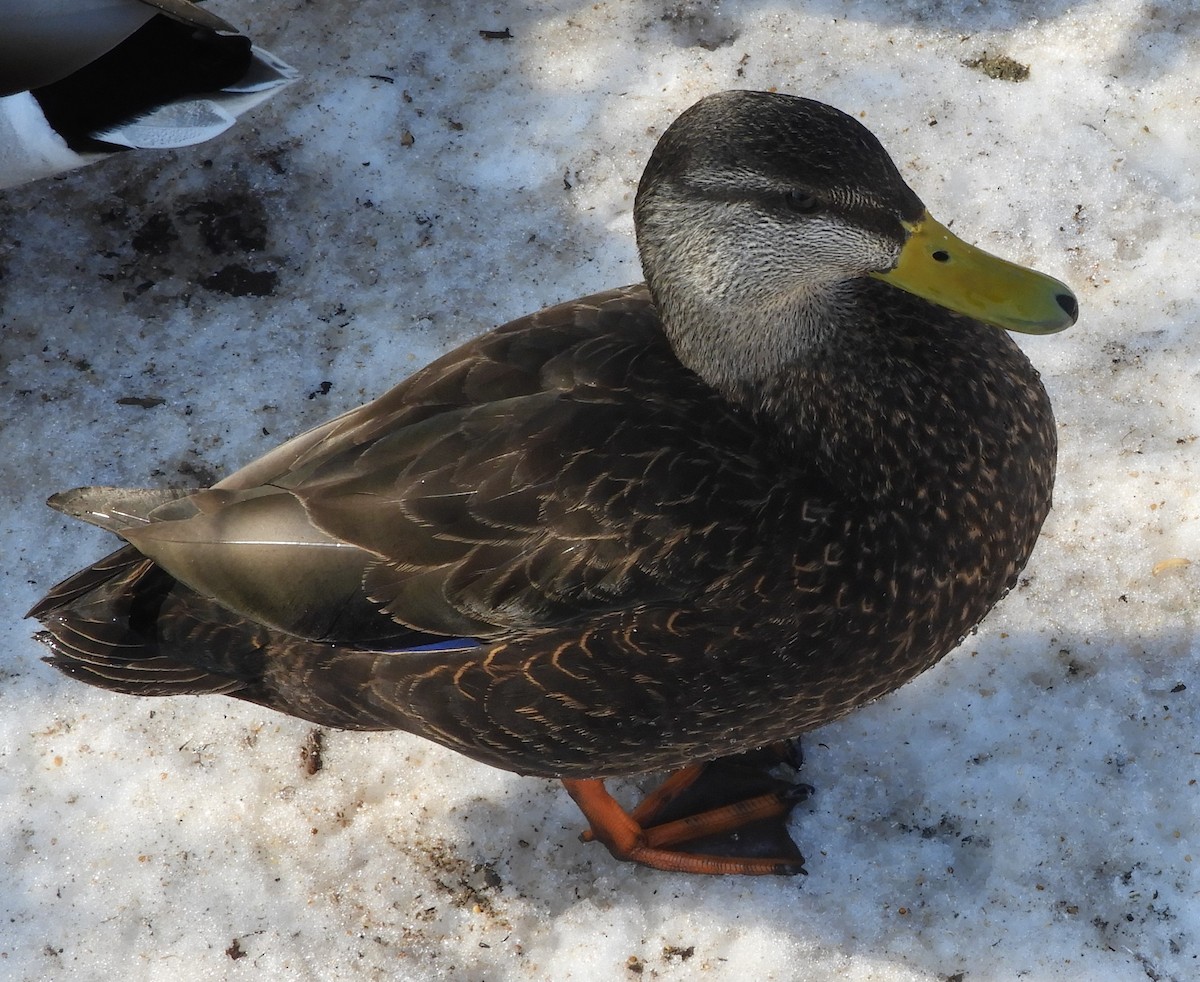 ברווז שחור אמריקני - ML651176011