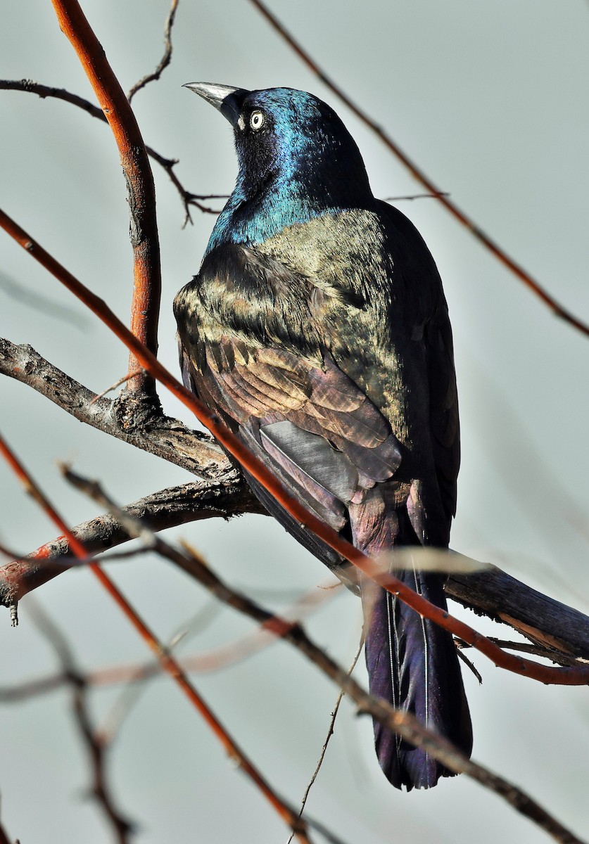 Common Grackle - ML651176012