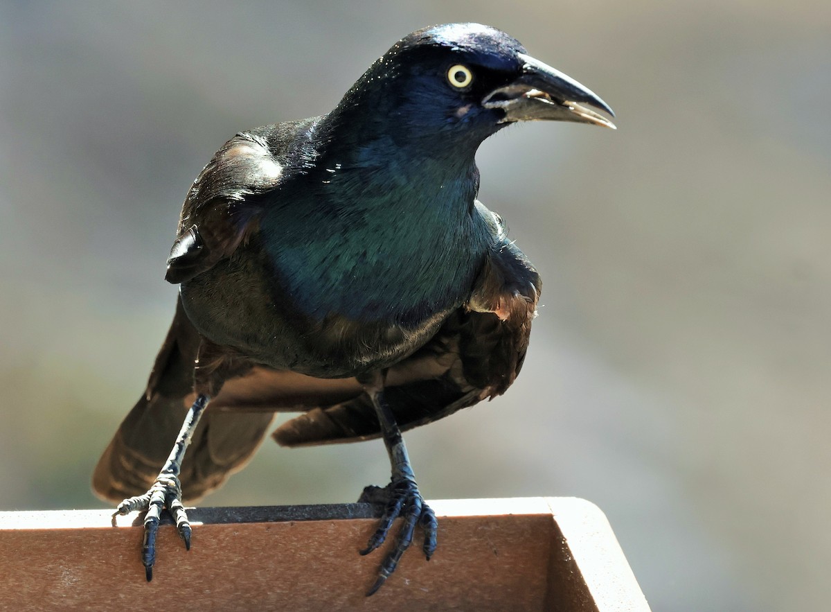 Common Grackle - ML651176013
