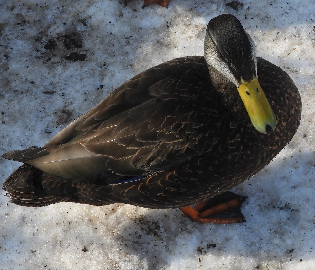 ברווז שחור אמריקני - ML651176030